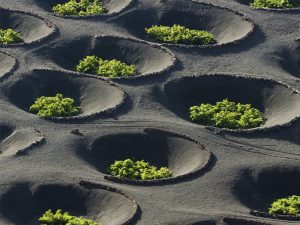 Viticultura